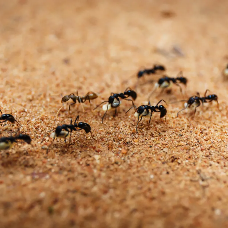 Ant Control & Removal