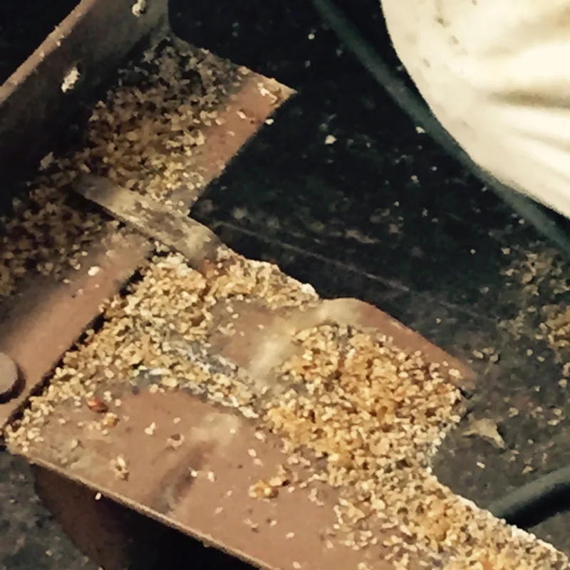 Bed Bug Removal & Extermination