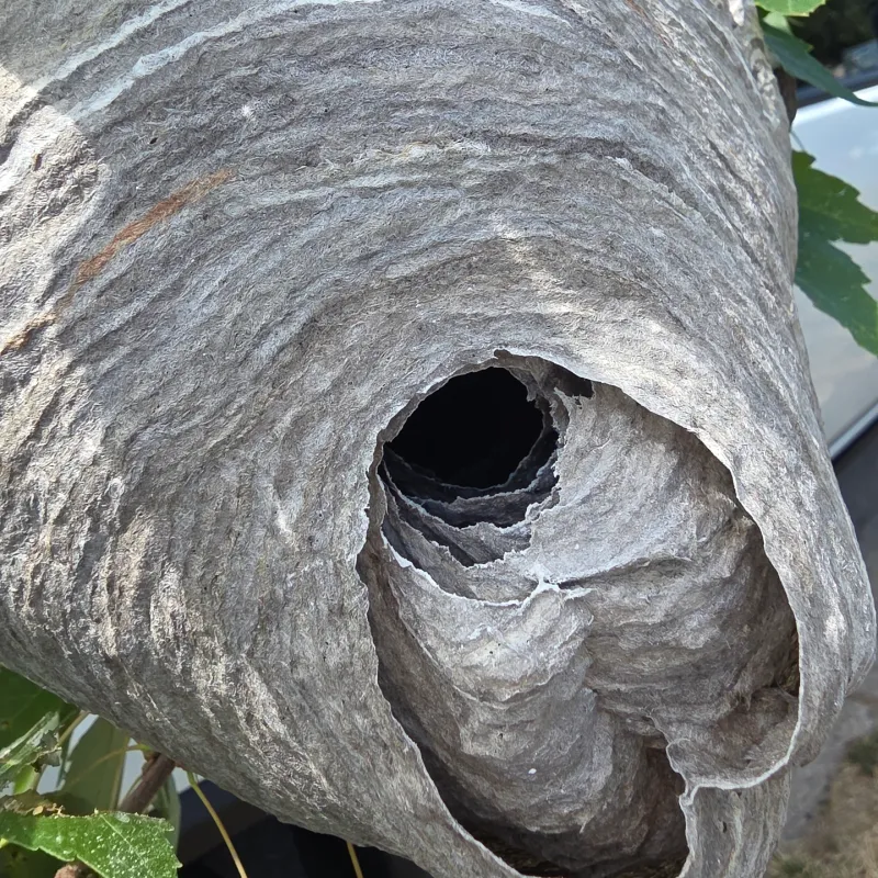 Bee, Wasp & Hornet Removal