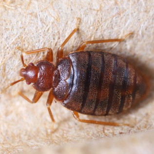 Biting Insects