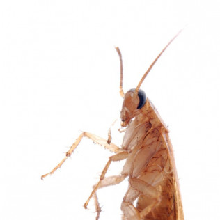 Cockroaches