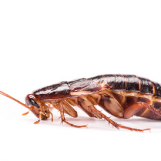 Fabric Pests