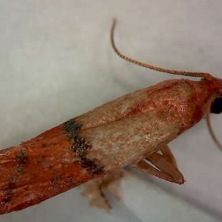 House Pests