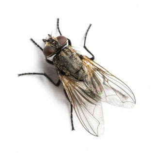Pantry Pests
