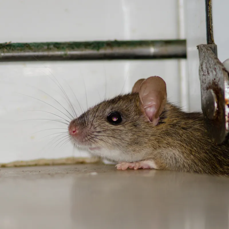 Rodent Control & Removal