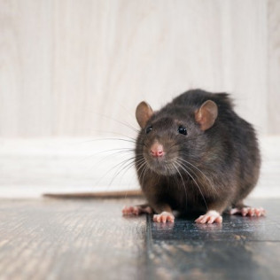 Rodents