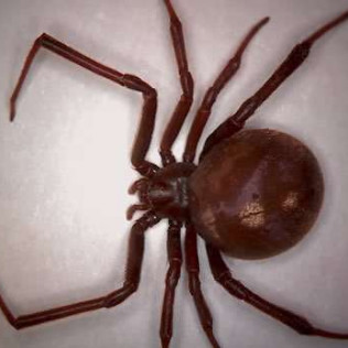 Spiders
