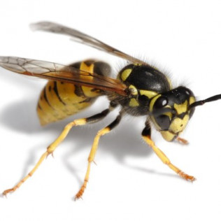 Stinging Pest
