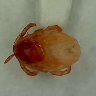 Ticks and Mites